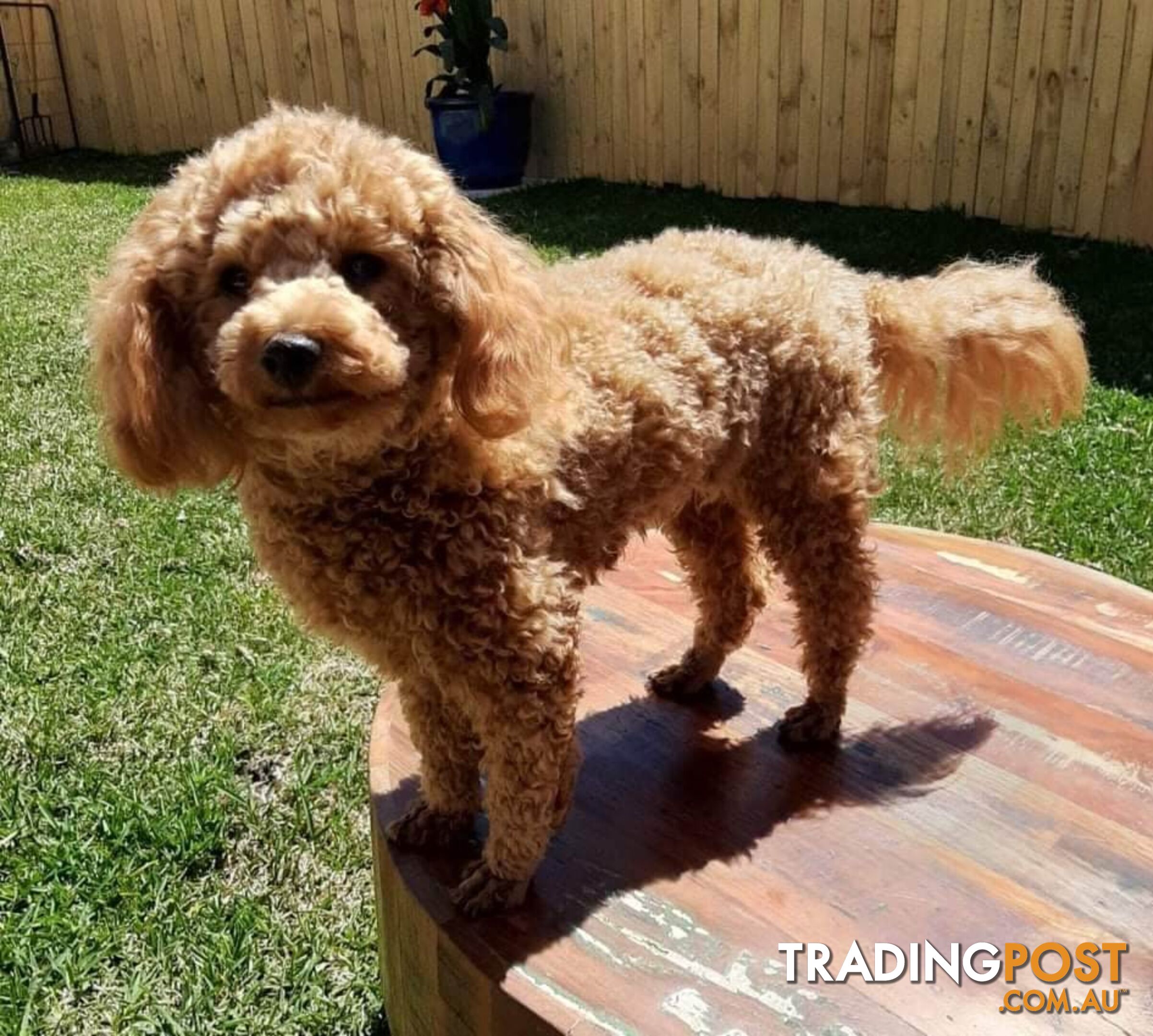 Stud dog Red Toy Poodle stud services