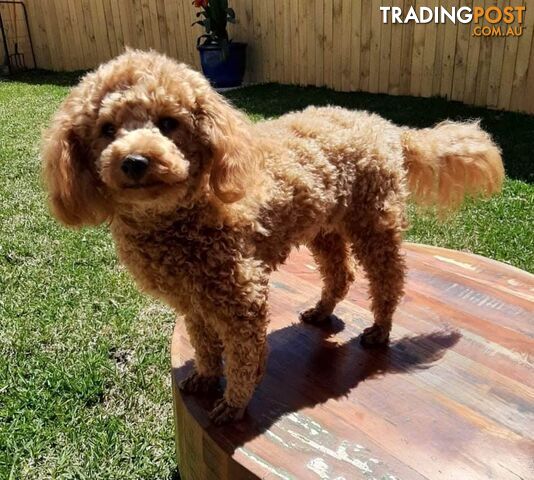 Stud dog Red Toy Poodle stud services