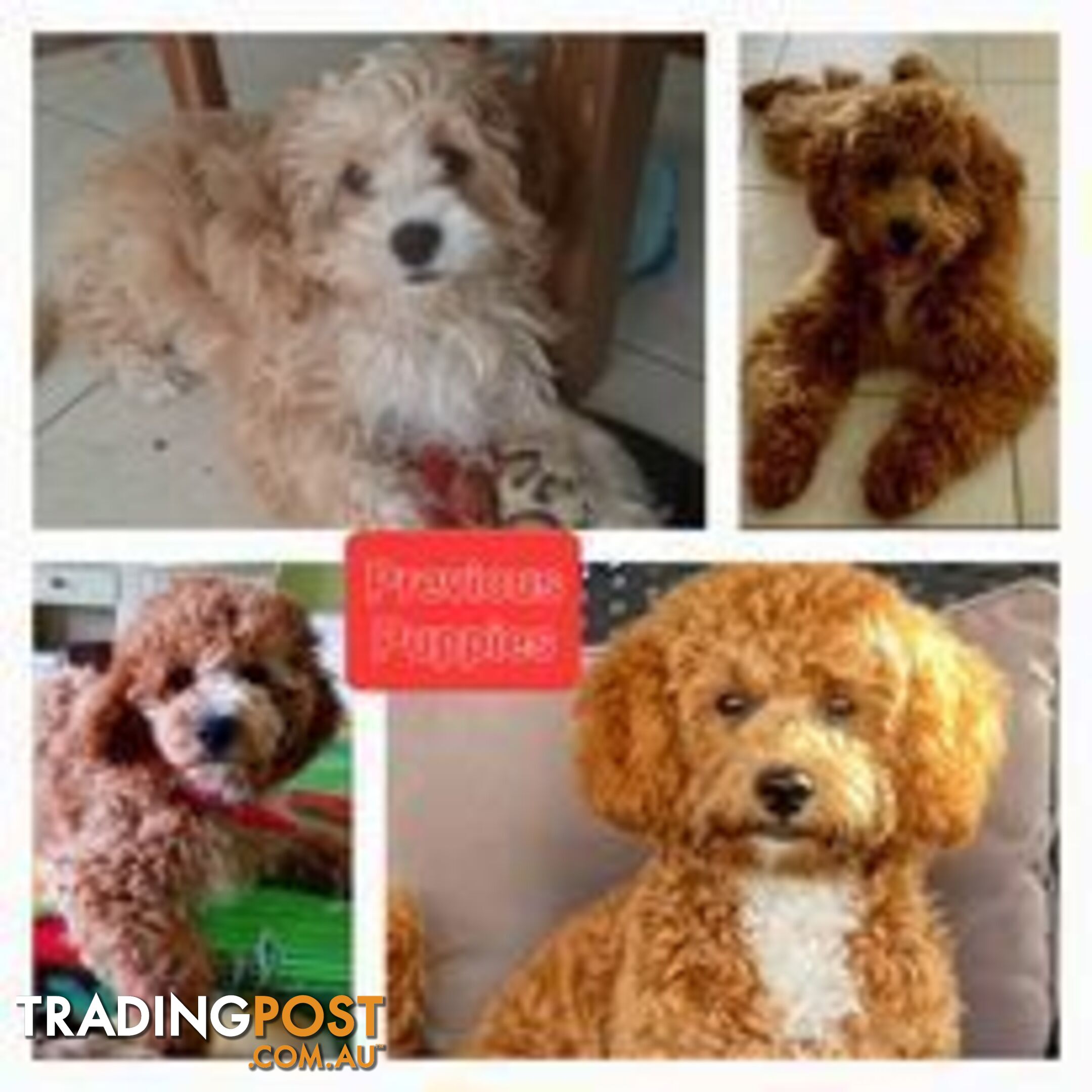 Stud dog Red Toy Poodle stud services