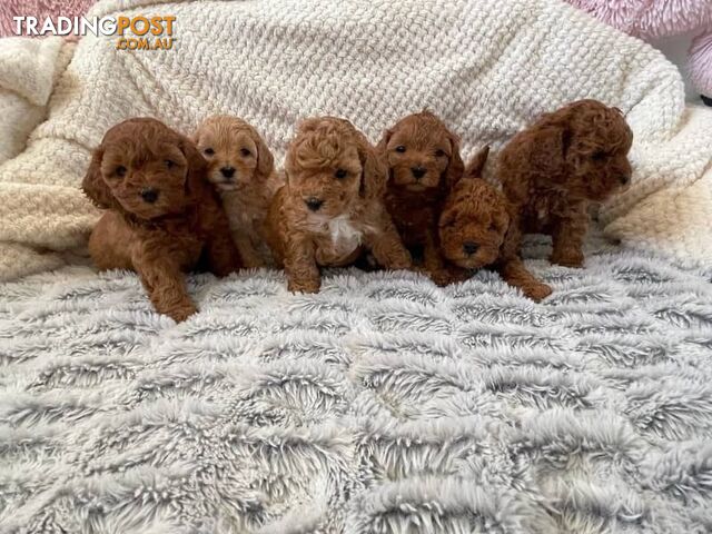 Stud dog Red Toy Poodle stud services