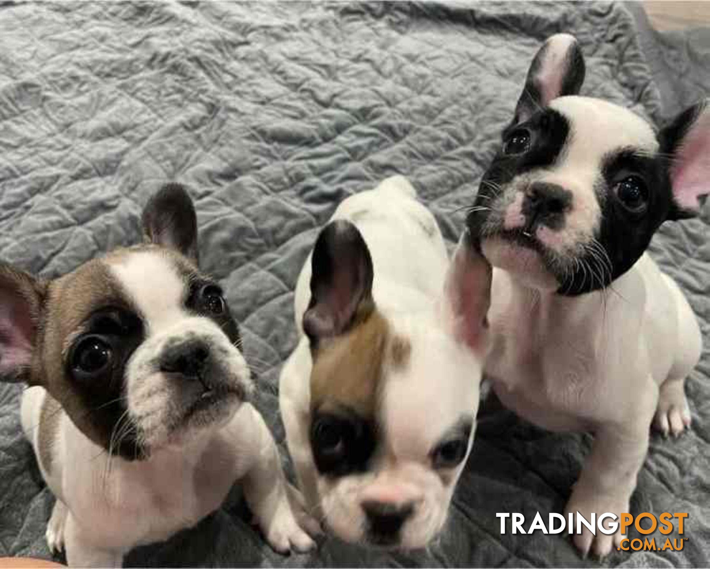 Frenchie puppies