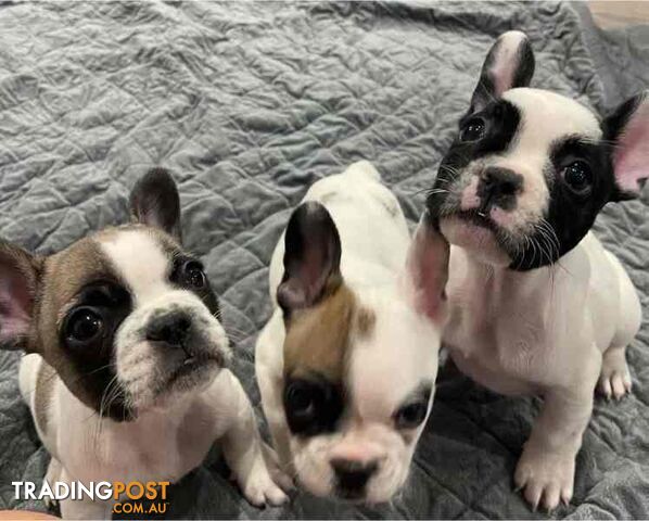 Frenchie puppies