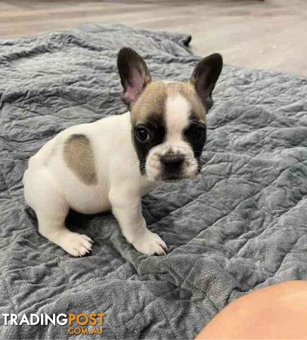 Frenchie puppies