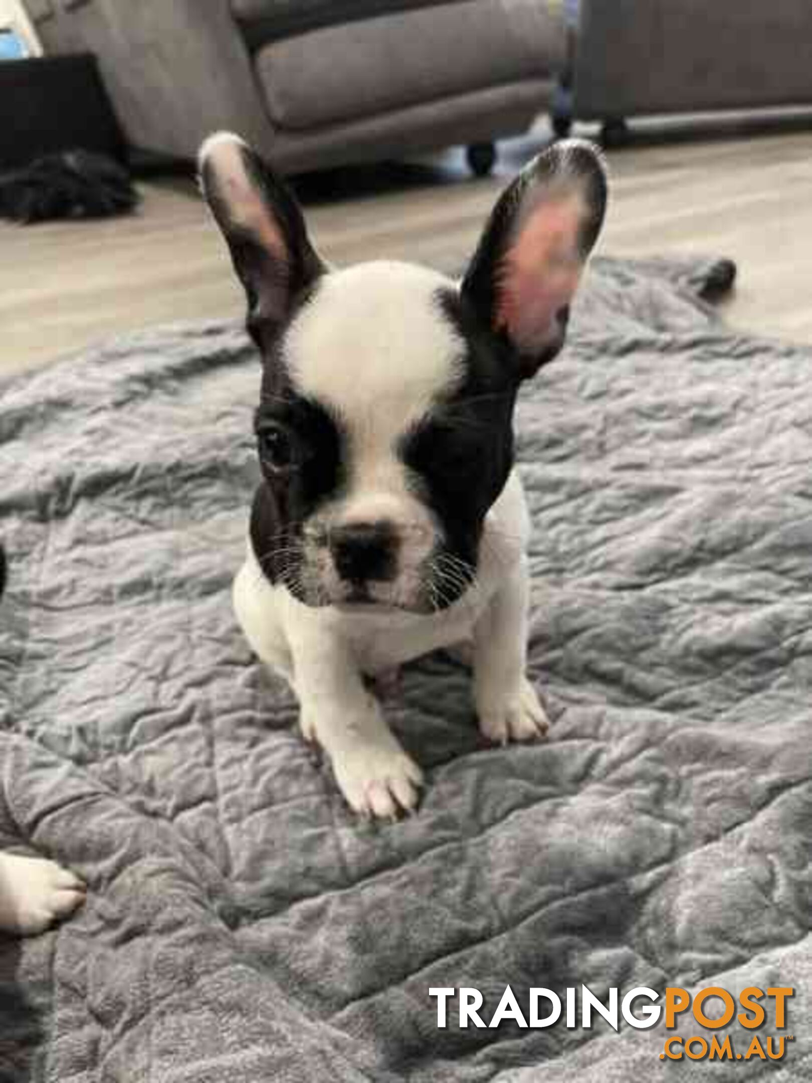 Frenchie puppies