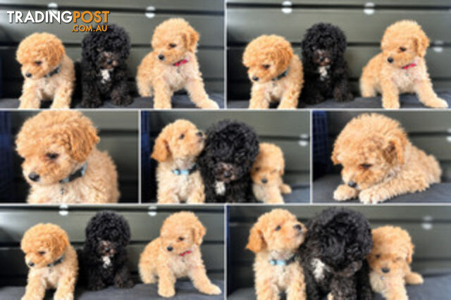 Toy poodle puppies