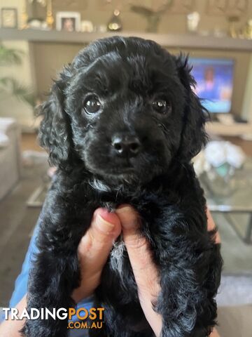 Gorgeous tiny Cavoodles 100% DNA clear