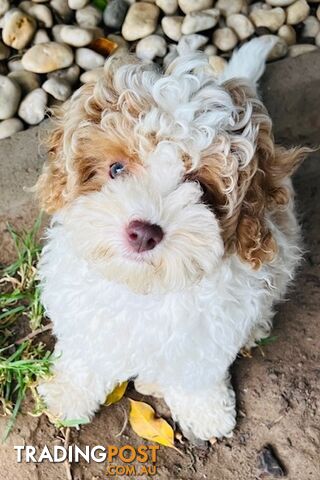 Top Quality Toy Cavoodle Puppies - 100 % DNA CLEAR