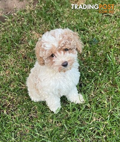 Top Quality Toy Cavoodle Puppies - 100 % DNA CLEAR