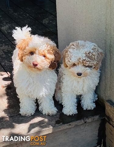 Top Quality Toy Cavoodle Puppies - 100 % DNA CLEAR