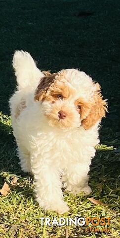 Top Quality Toy Cavoodle Puppies - Rare Colours 100 % DNA CLEAR