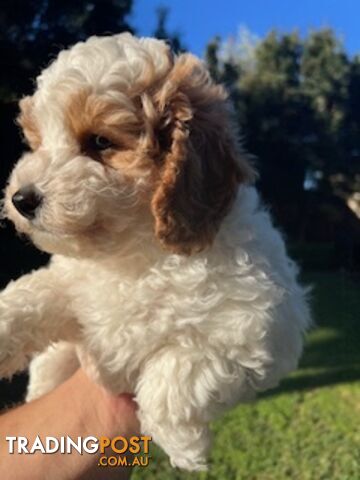 Top Quality Toy Cavoodle Puppies - Rare Colours 100 % DNA CLEAR