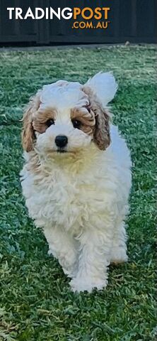Top Quality Toy Cavoodle Puppies - 100 % DNA CLEAR only 2 left!
