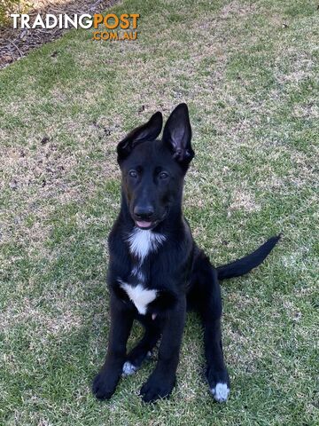 German shepherd puppy