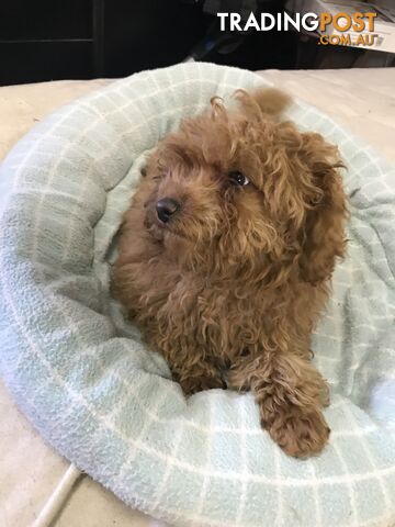 Purebred Toy poodle puppies for sale