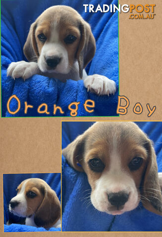 Trading post beagle store puppies