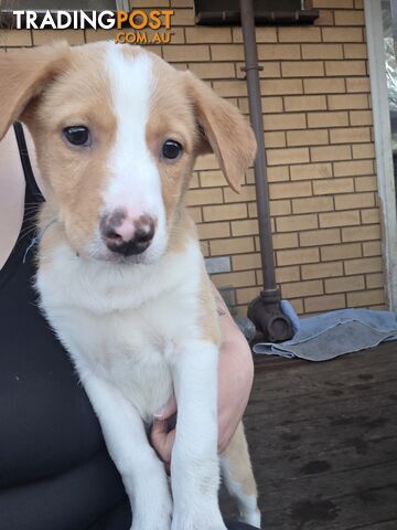 Pure bred border collie puppies