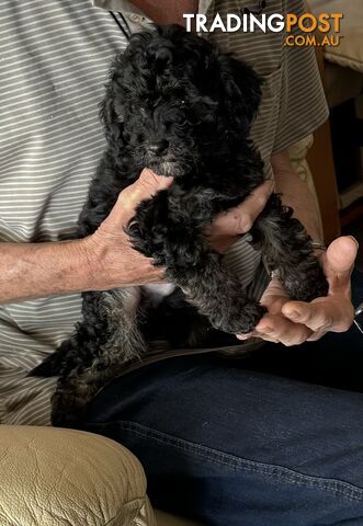 Toy Poodle Puppy Super Soft Non Shedding Coat - great personality