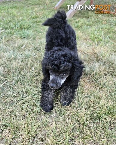 Toy Poodle Puppy Super Soft Non Shedding Coat - great personality