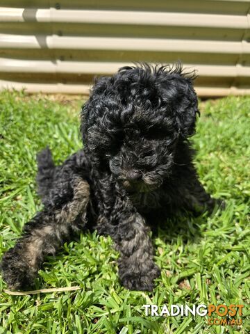 Toy Poodle Puppy Super Soft Non Shedding Coat - great personality