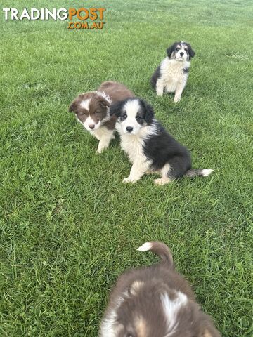 Purebred Border Collie pups