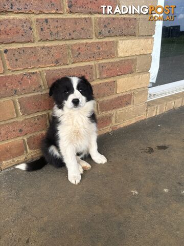 Purebred Border Collie pups
