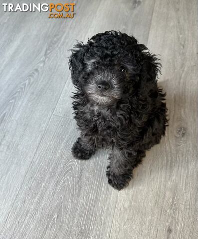 Teacup Toy Poodle