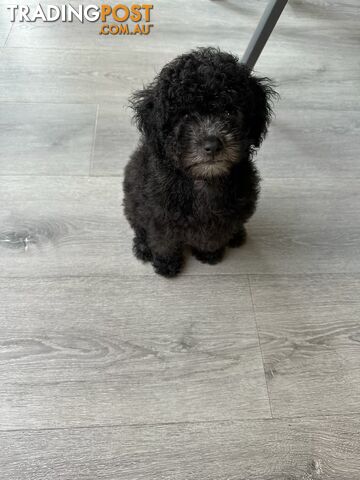 Teacup Toy Poodle