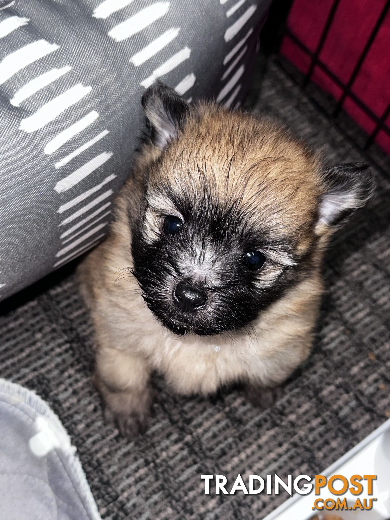 Gorgeous maltepom pups