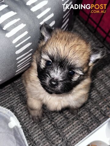 Gorgeous maltepom pups