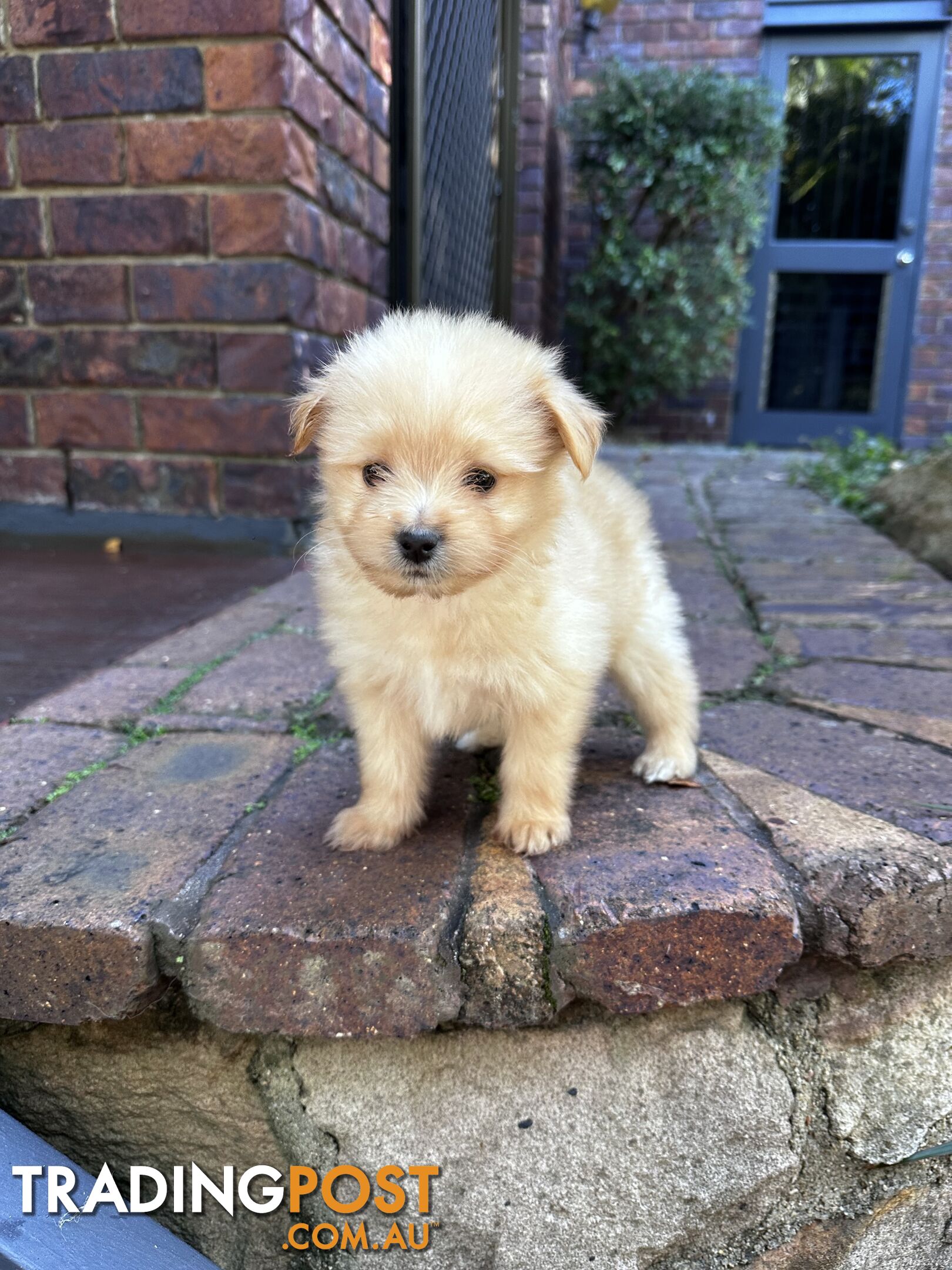 Gorgeous maltepom pups