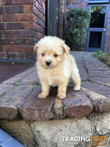 Gorgeous maltepom pups