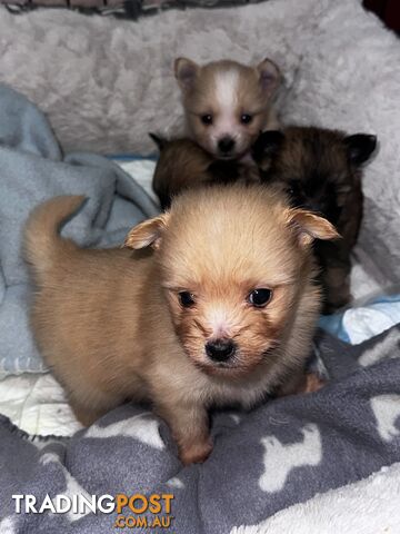 Gorgeous maltepom pups