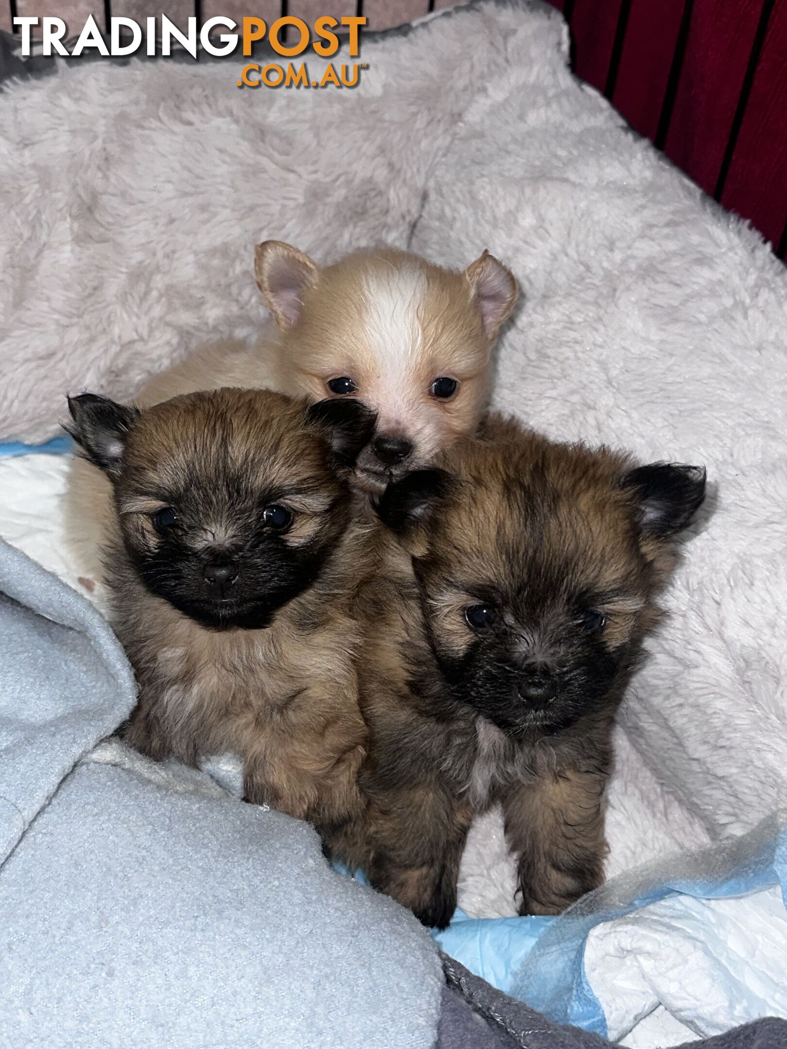 Gorgeous maltepom pups