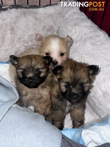 Gorgeous maltepom pups