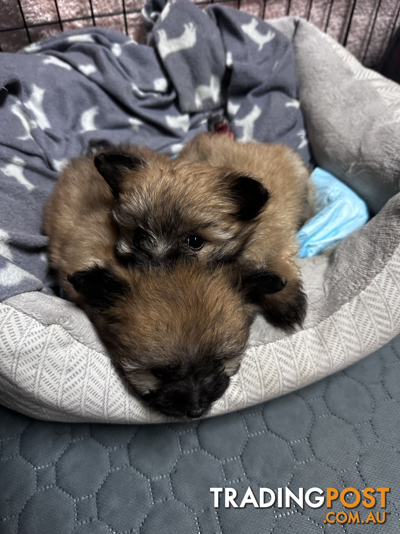 Gorgeous maltepom pups