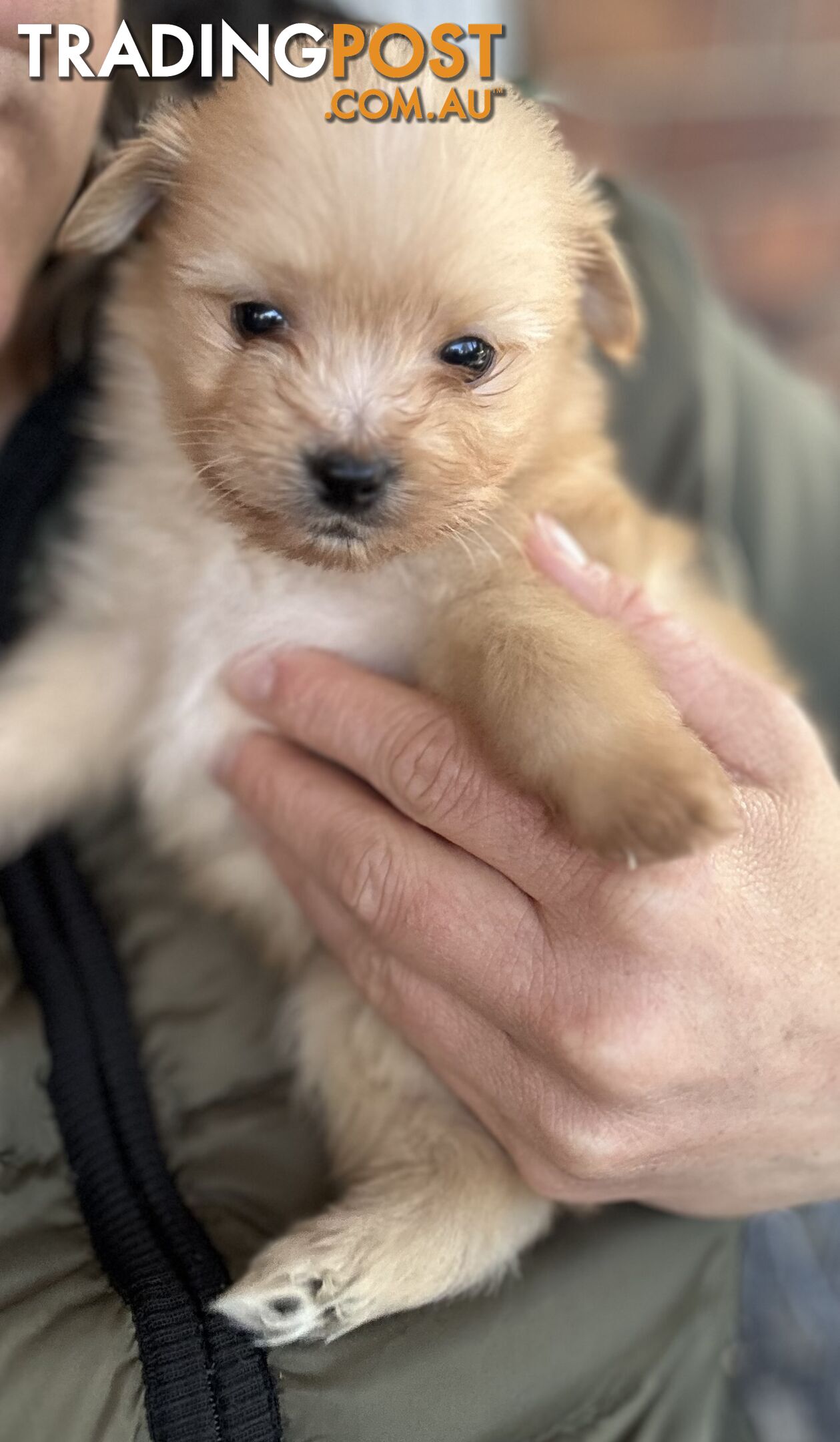 Gorgeous maltepom pups