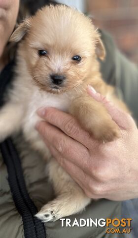 Gorgeous maltepom pups