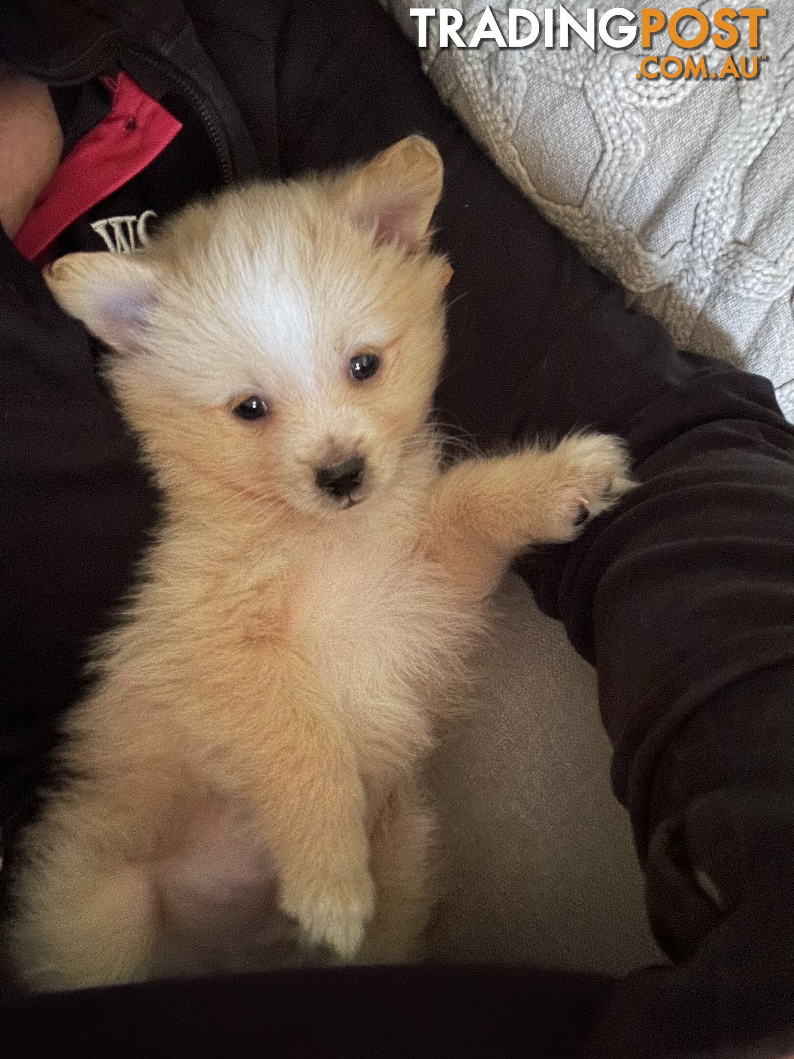 Gorgeous maltepom pups