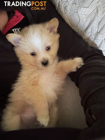 Gorgeous maltepom pups