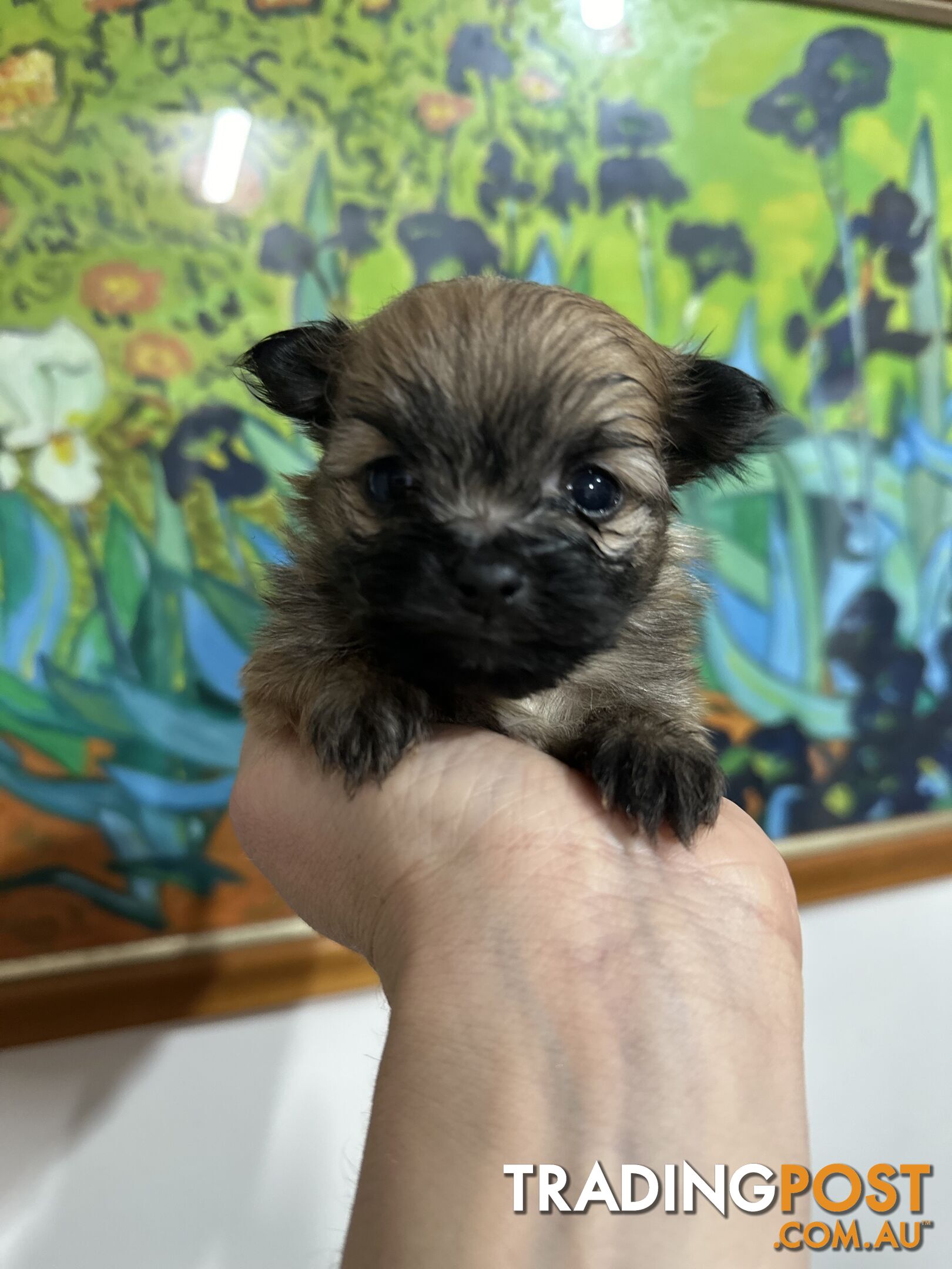 Gorgeous maltepom pups