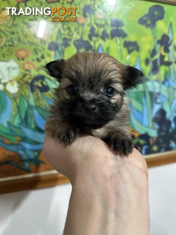 Gorgeous maltepom pups