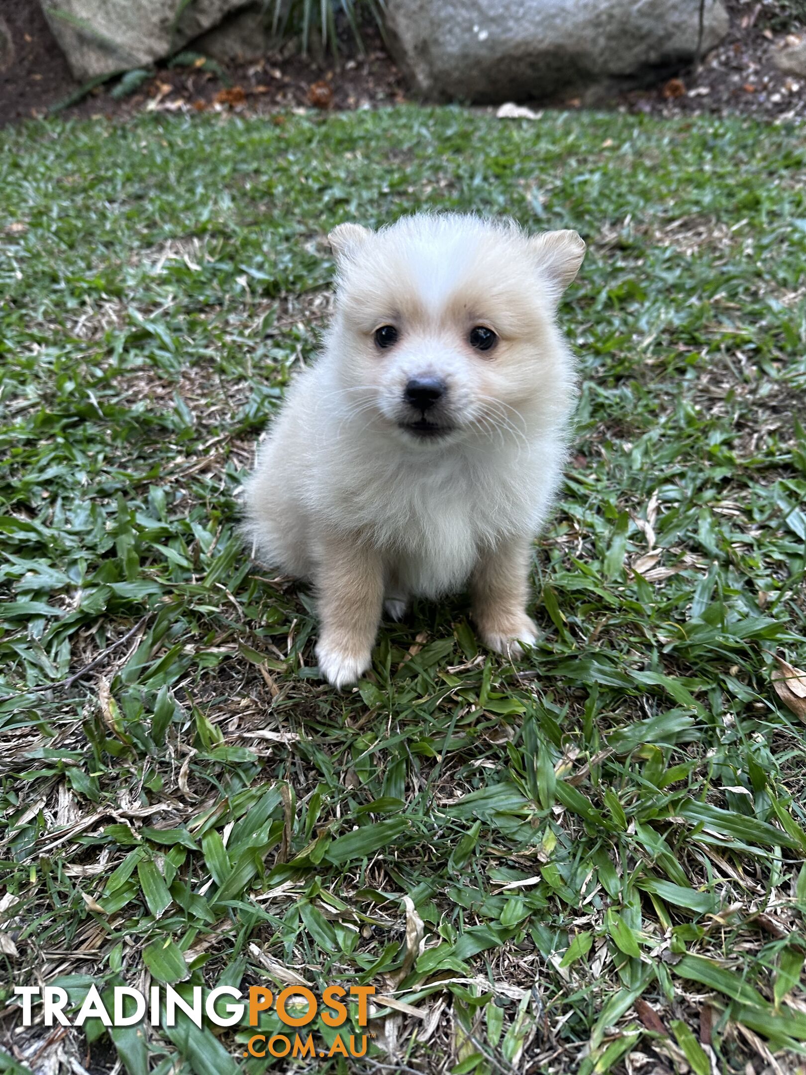 Gorgeous maltepom pups