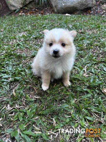 Gorgeous maltepom pups