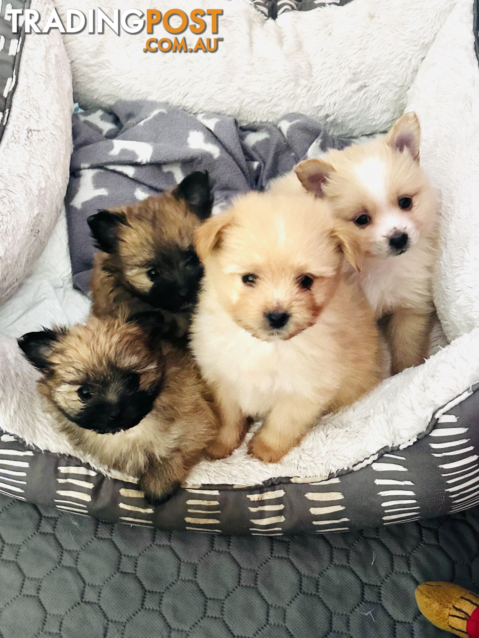 Gorgeous maltepom pups