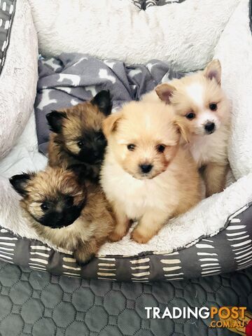 Gorgeous maltepom pups