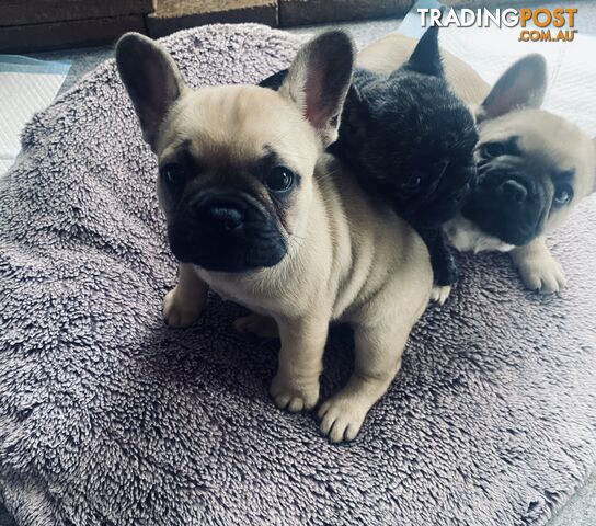 French bulldogs