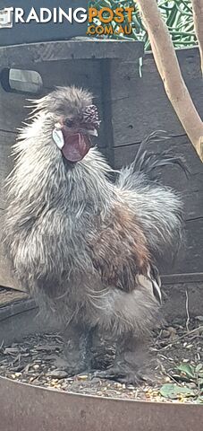 Free 18-month-old silky rooster, poultry, livestock.