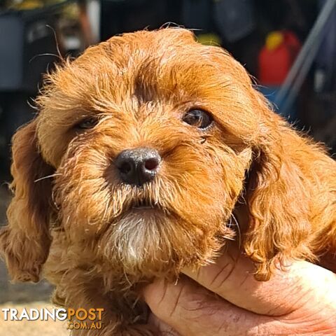 Cavoodle pups for sale