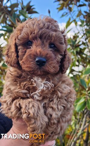 CAVOODLE