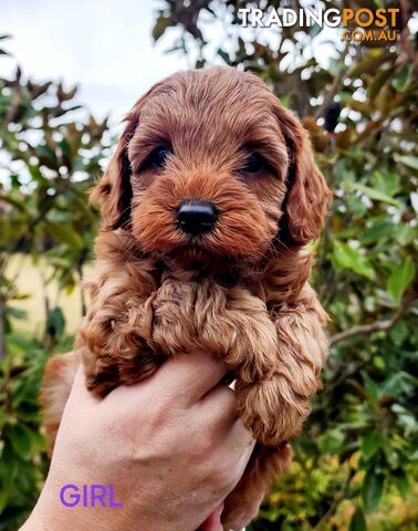 CAVOODLE